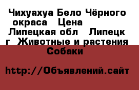 Чихуахуа Бело-Чёрного окраса › Цена ­ 25 000 - Липецкая обл., Липецк г. Животные и растения » Собаки   